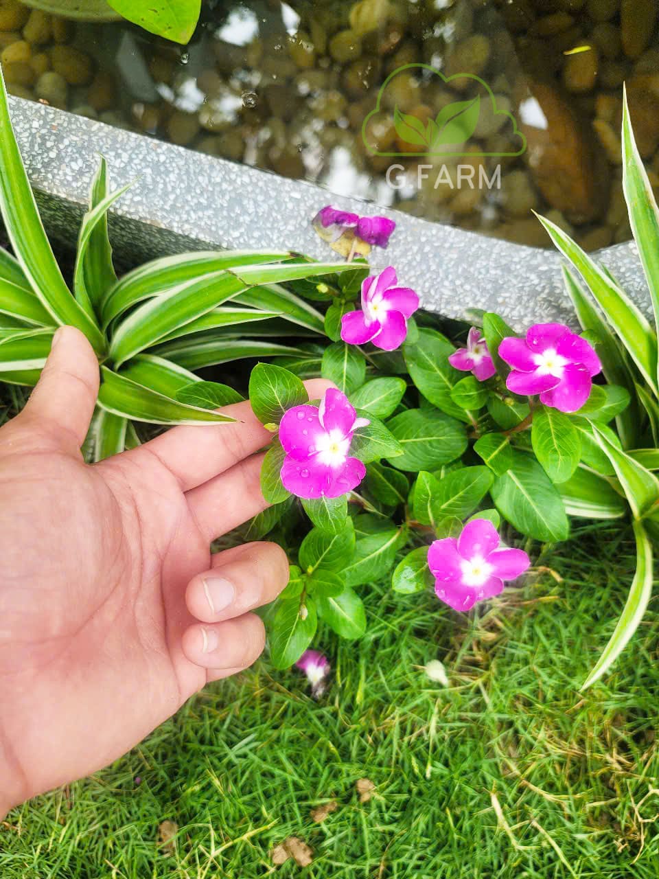 Tiểu cảnh nhỏ bể cá phong thuỷ tại Vinhome Long Biên